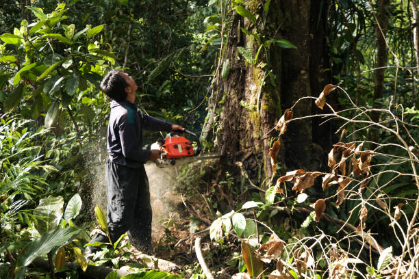 Reliable Whitinsville, MA Tree Removal Solutions